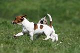 JACK RUSSEL 060